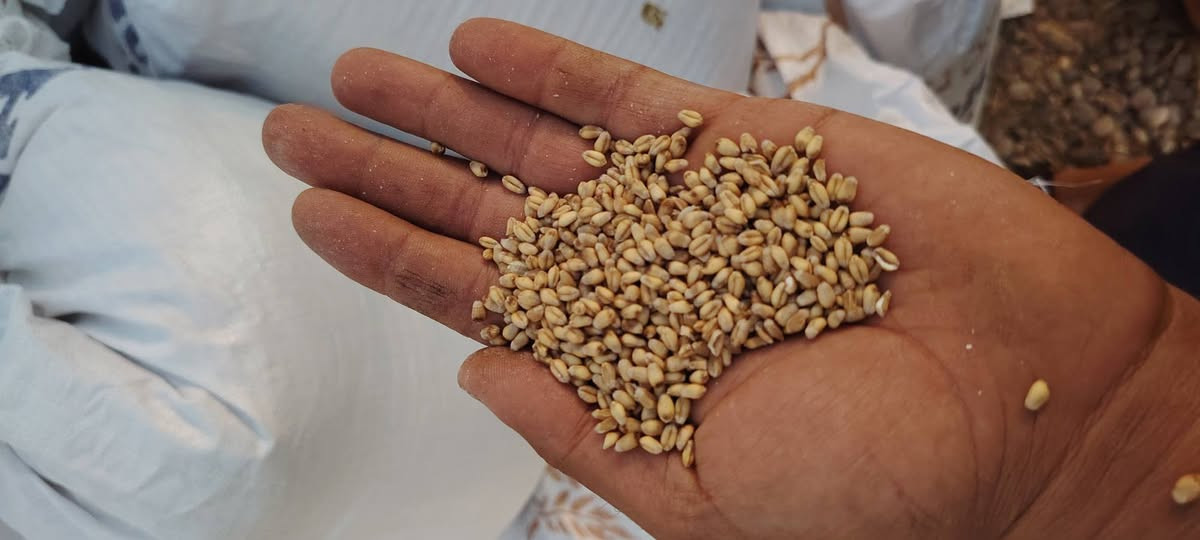 حنطه • دجله خير • كركوك