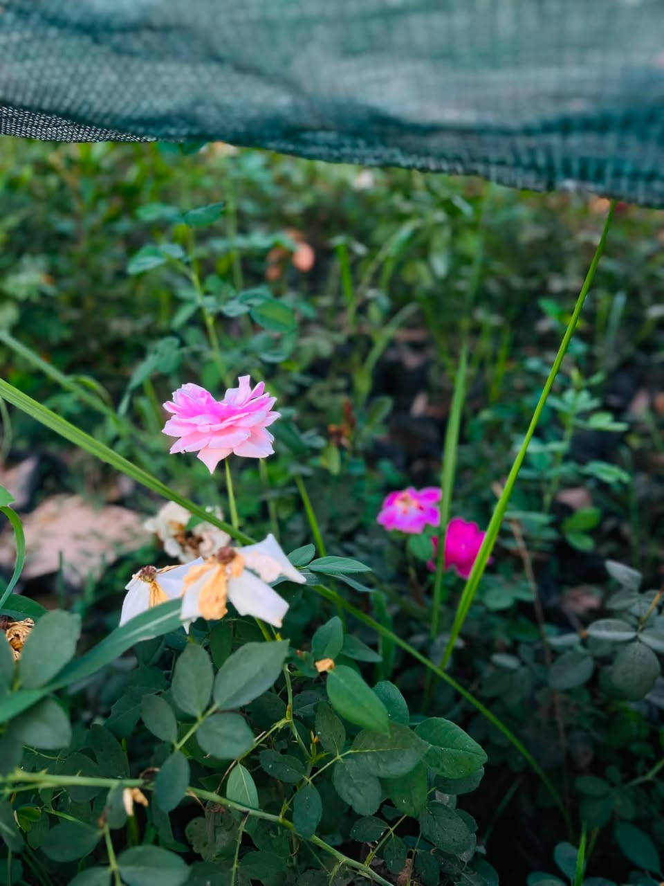 السلام عليكم 
متوفر ورد جوري عراقي 🌺🌸 الارتفاع (50سم) فما فوق 
يتوفر توصيل داخل شهربان 
سعر الشتله (2500) والتوصيل مجاني 
(الكمية محدودة) 
***********
