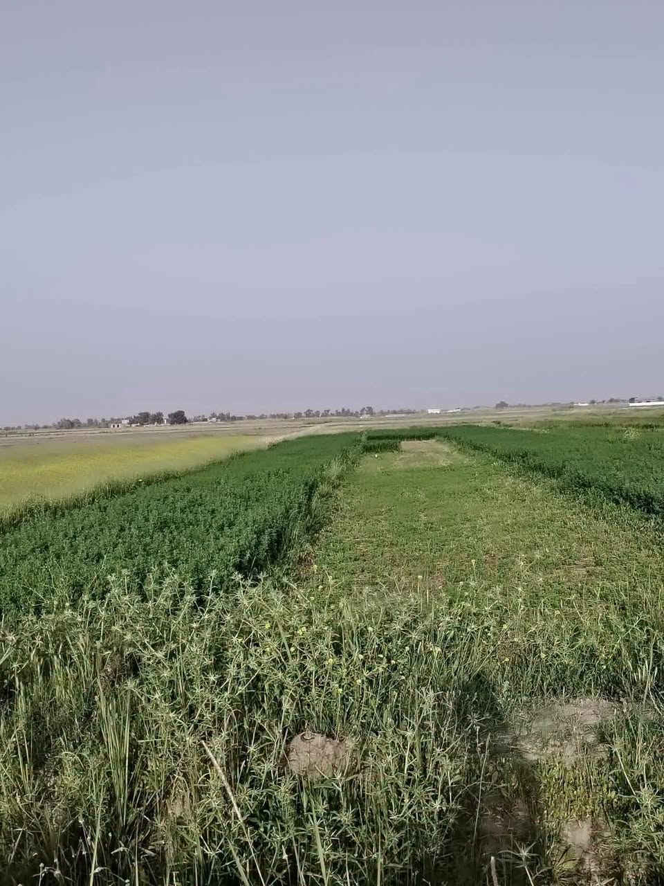 السلام عليكم عرض اليوم 50دونم سعر الدونم 9وبي مجال  طابو زراعي
سند 25 حق التصرف ثاني فتح بيان مباشر بأسم المشتري تبعد عن  كيلوين مرتبه ويمهه صب اروائي وكهرباء فوكاهه 
تبعد عن مدينة سبع البور الشيخ عامر منطقة العيساويه 
تبعد 20 دقايق والله يشهد محد ينطيك 
بهيج سعر او يبيعلك (الاستفسار ***********واتساب

