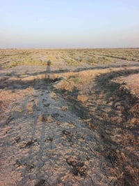 ارض زراعيه • ٤٥ دونم • طريق ابو الماش