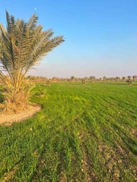 ٦٠ دونم • سند زراعي • ٢٠٠ نخلة