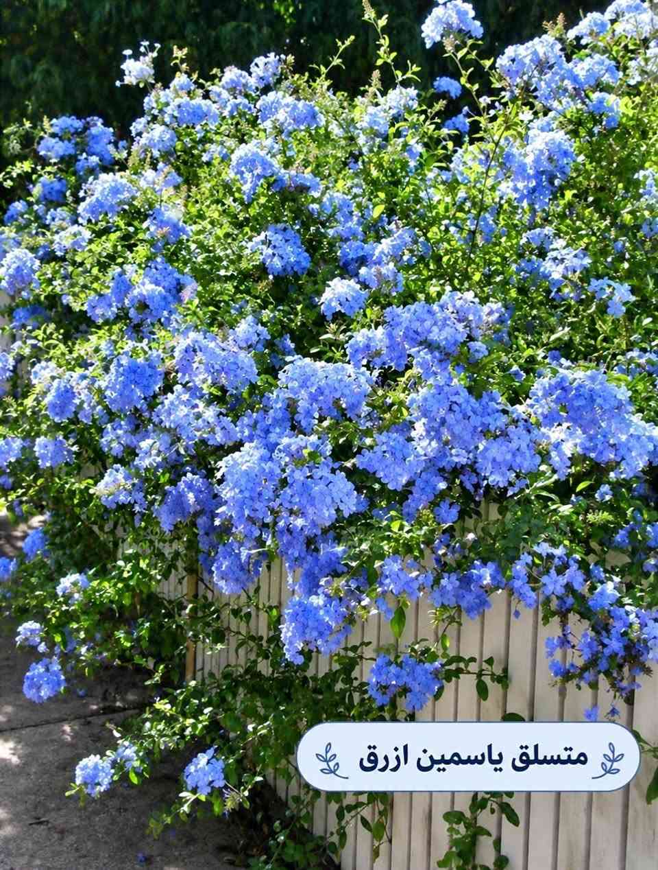 السلام عليكم متابعينا🤍.
🌿🌸 خلّوا الجمال يبدأ من حديقتكم 🌸🌿
إذا تحبون تضيفون لمسة مميزة لبيتكم أو حديقتكم، وفرنا لكم تشكيلة جميلة ومتنوعة من أشجار وشتلات الزينة 🌳🌱
أصناف مختلفة، ألوان جميلة، وأزهار تضيف للمكان حيوية وأناقة وتخليه أكثر جمالاً وتميزاً 💚
🌱 شتلات قوية وسليمة
🌸 تشكيلة متنوعة من أشجار الزينة
🌿 مناسبة للحدائق والبيوت والمساحات الخارجية
✨ اختيارات تناسب مختلف الأذواق
اختاروا النباتات اللي تحبوها، وخلّوا مساحتكم الخضراء أجمل يوم بعد يوم 💜
📍متوفر توصيل لجميع محافظات العراق🚗🚗
📍 للحجز والاستفسار مراسله الصفحه او مراسلتنا على واتساب من خلال الرقم: ***********

نص مكتوب في الصور:
- متسلق ياسمين هندي احمر
- شجرة انتكوميا برتقالي محمر
- شجرة بونسيانا حمراء
- شجرة اكاسيا حمراء
- متسلق ياسمين ازرق
- وردة القهوة بنفسجي
- جاتروفا
- نبات المطاط
- متسلق الشاي الازرق