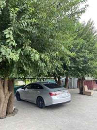 ماليمبو • ٢٠٢٠ • رقم بغداد