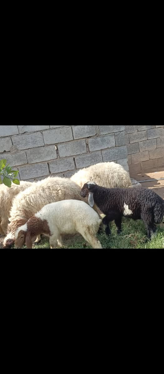 بسم الله ما شاء الله متاح حلال للبيع العدد 3 مطافيل وراهن فطايم اثنين وفحل خير من الله حلال مكفول كفاله عامه سنه وشطر وعين حلال مال جني ناصح خير من الله مكانه بغداد المشاهده قرب التاجي الشراي يخابر ويتدلل سعر خاص. (‪***********
