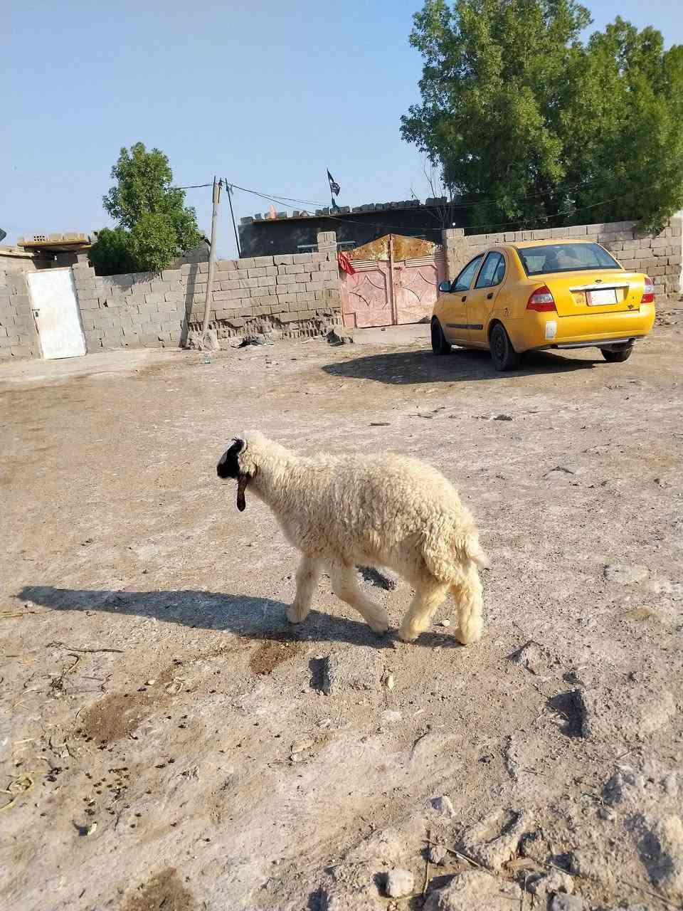 يا الله سلام عليكم طلي ذكر حلو كلش شرط الصحاه مناسبه ب270 وبي مجال مكان كوت حي الجوادين مقابيل السياسيين اتصل وبيك خير وتدلل ***********
