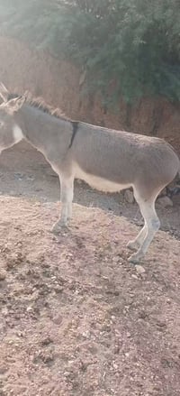 زمال