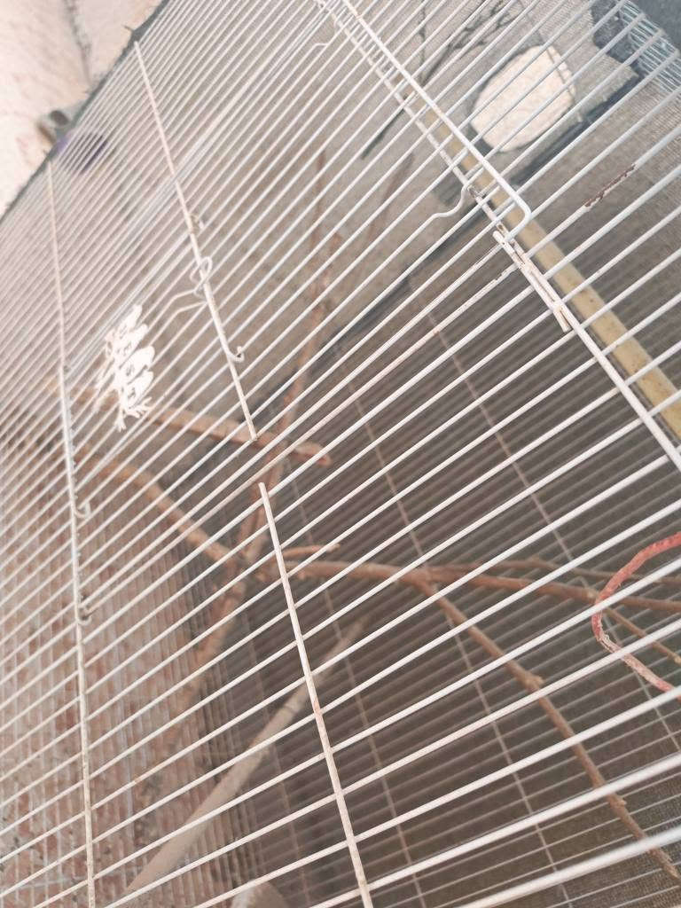 خانة تكاثر • عدد ٢ • ٧٥×٤٥×٩٠