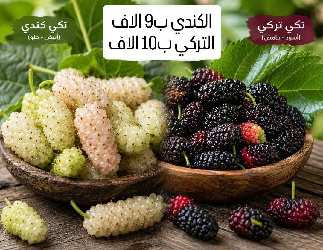 حله شارع 80 • نباتات • ورد القهوة