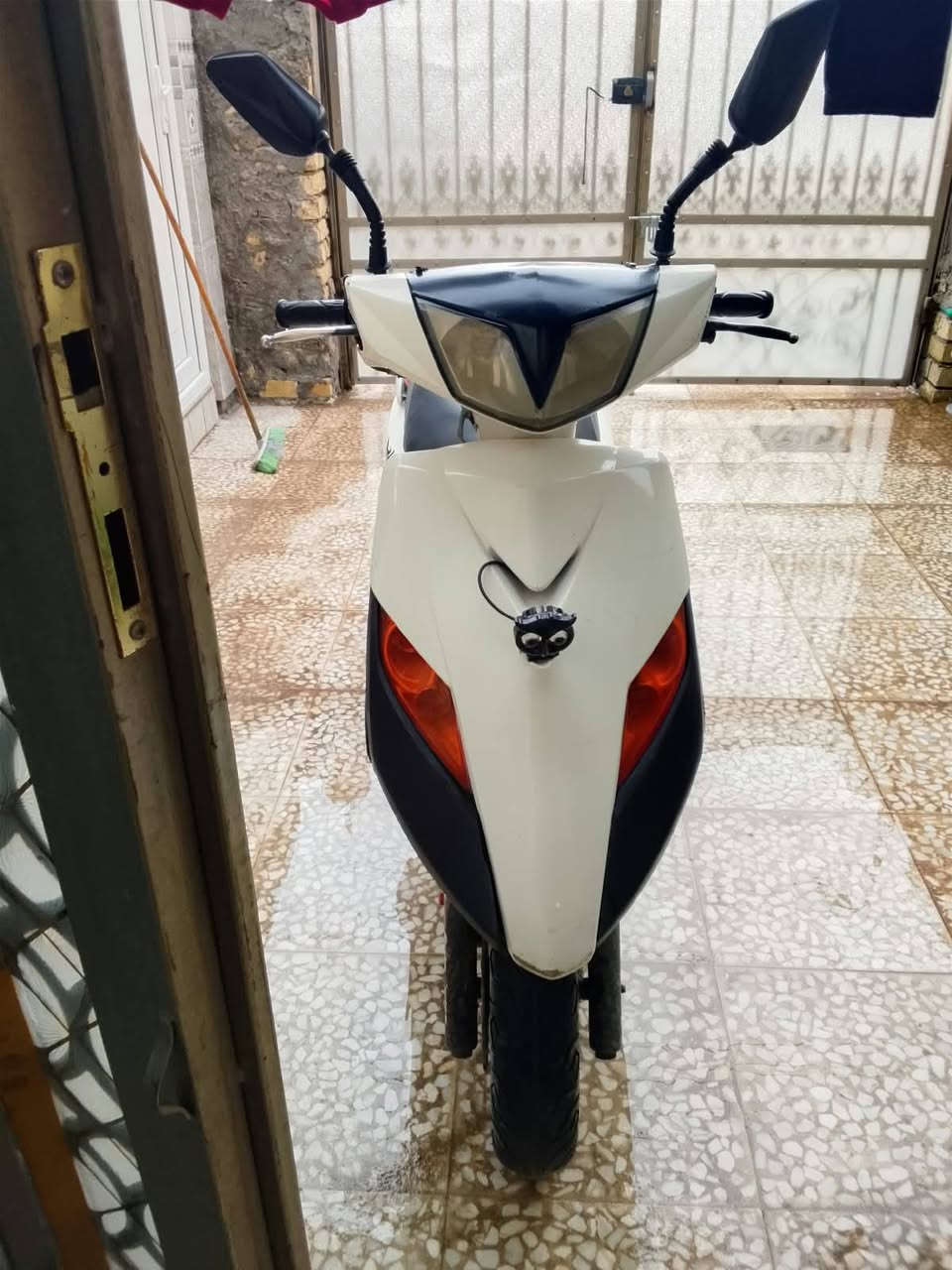 ماكس ثعلب • للبيع