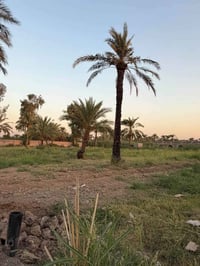 نص دونم • المدائن التويثه • واجهه ٢٠م