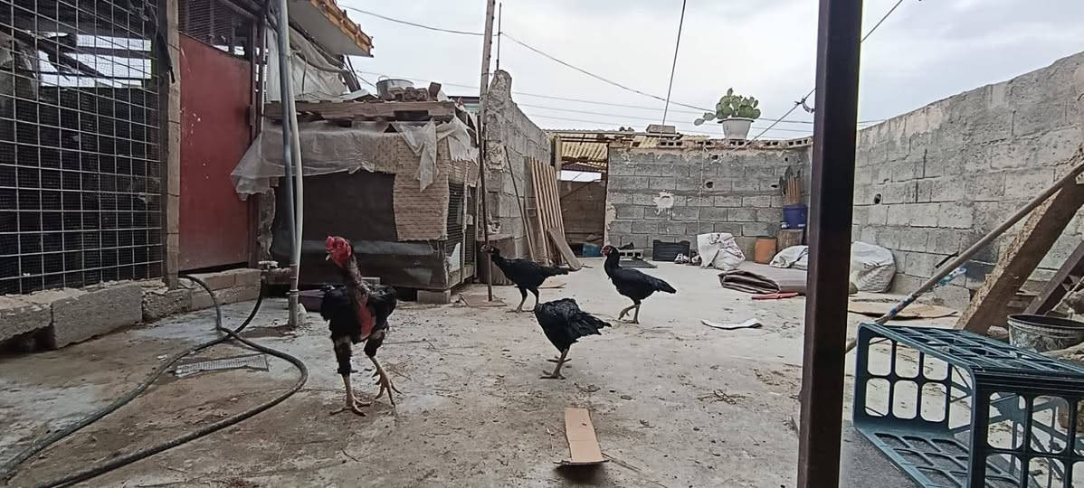 صيصان • أسود • عمر ٥ أيام