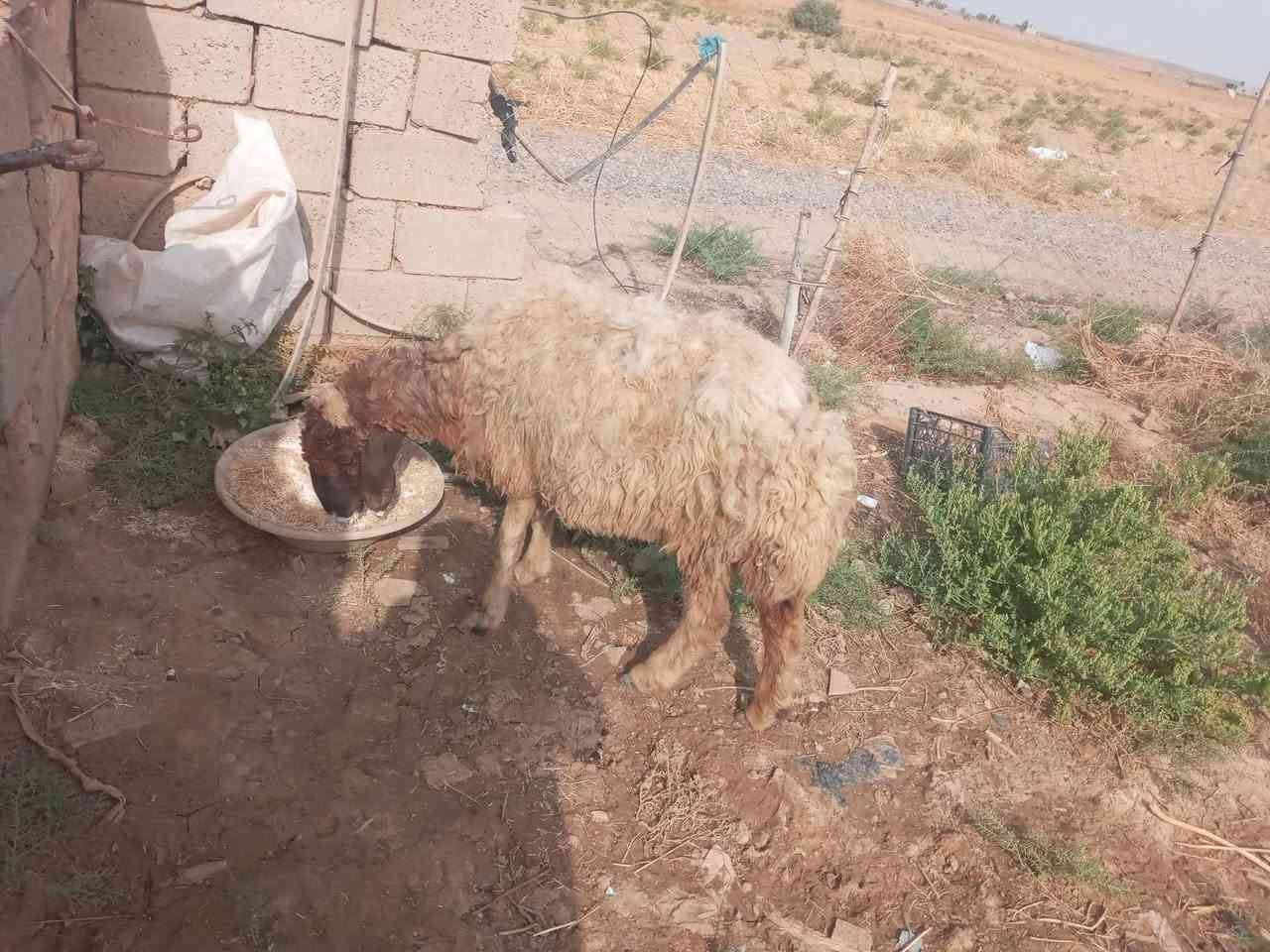 للبيع • ربط • قابل للتفاوض
