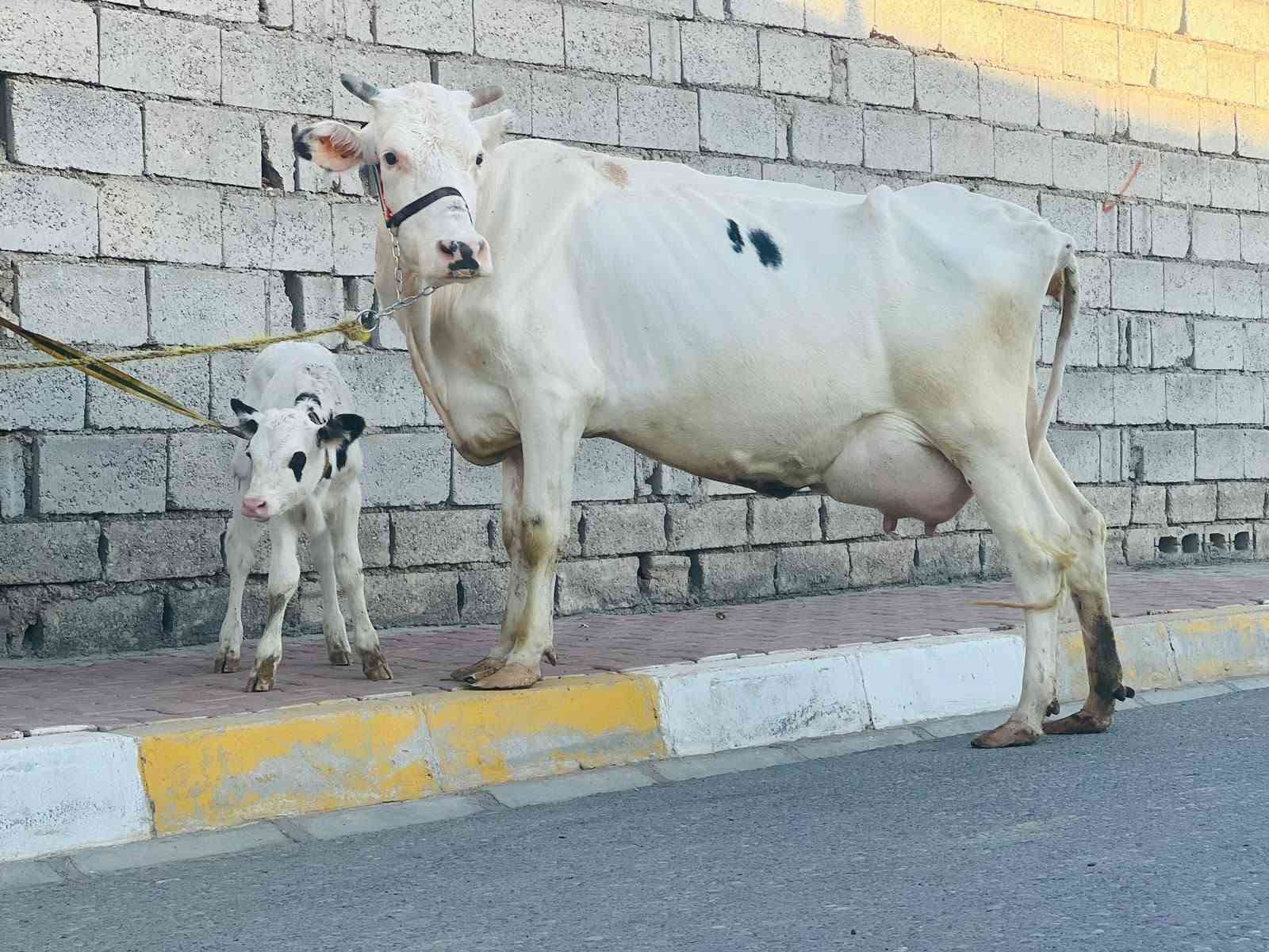 بچر فرنسي • شرط الدسامة • ناحية الزاب