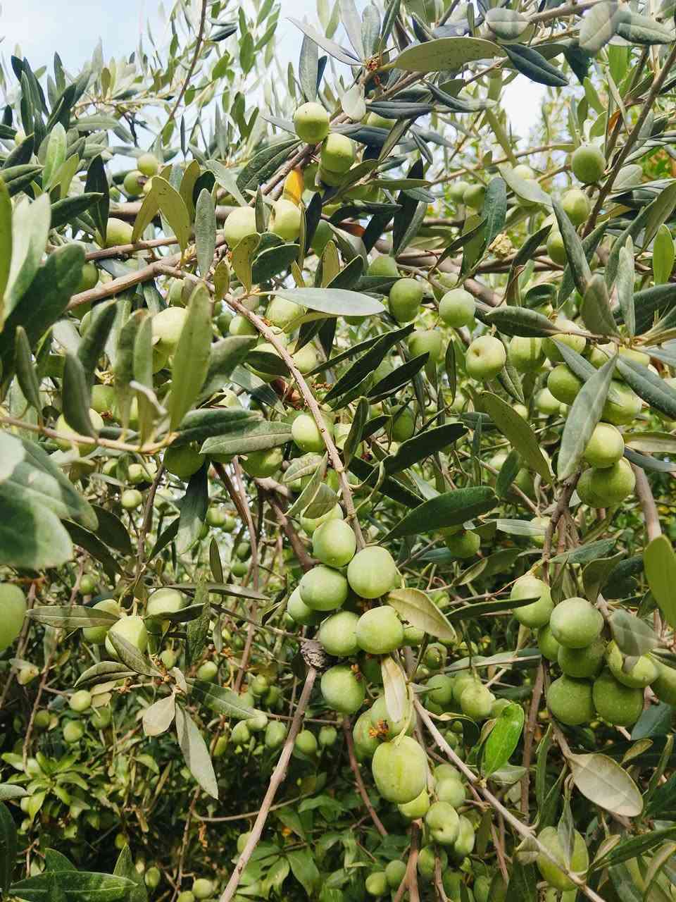 زيتون • خستاوي • الخضر
