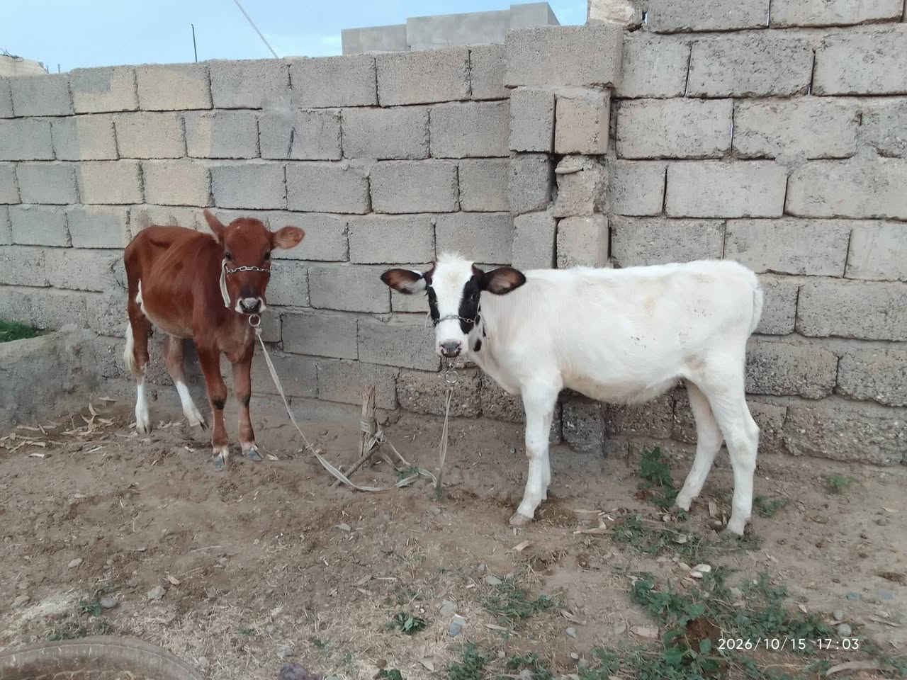 حوليات • درجة أولى • الشرقاط