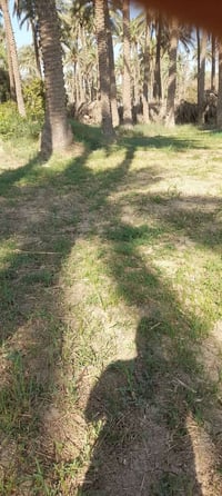 بستان زراعي • طابو سند٢٥ • ٥٥٠٠م