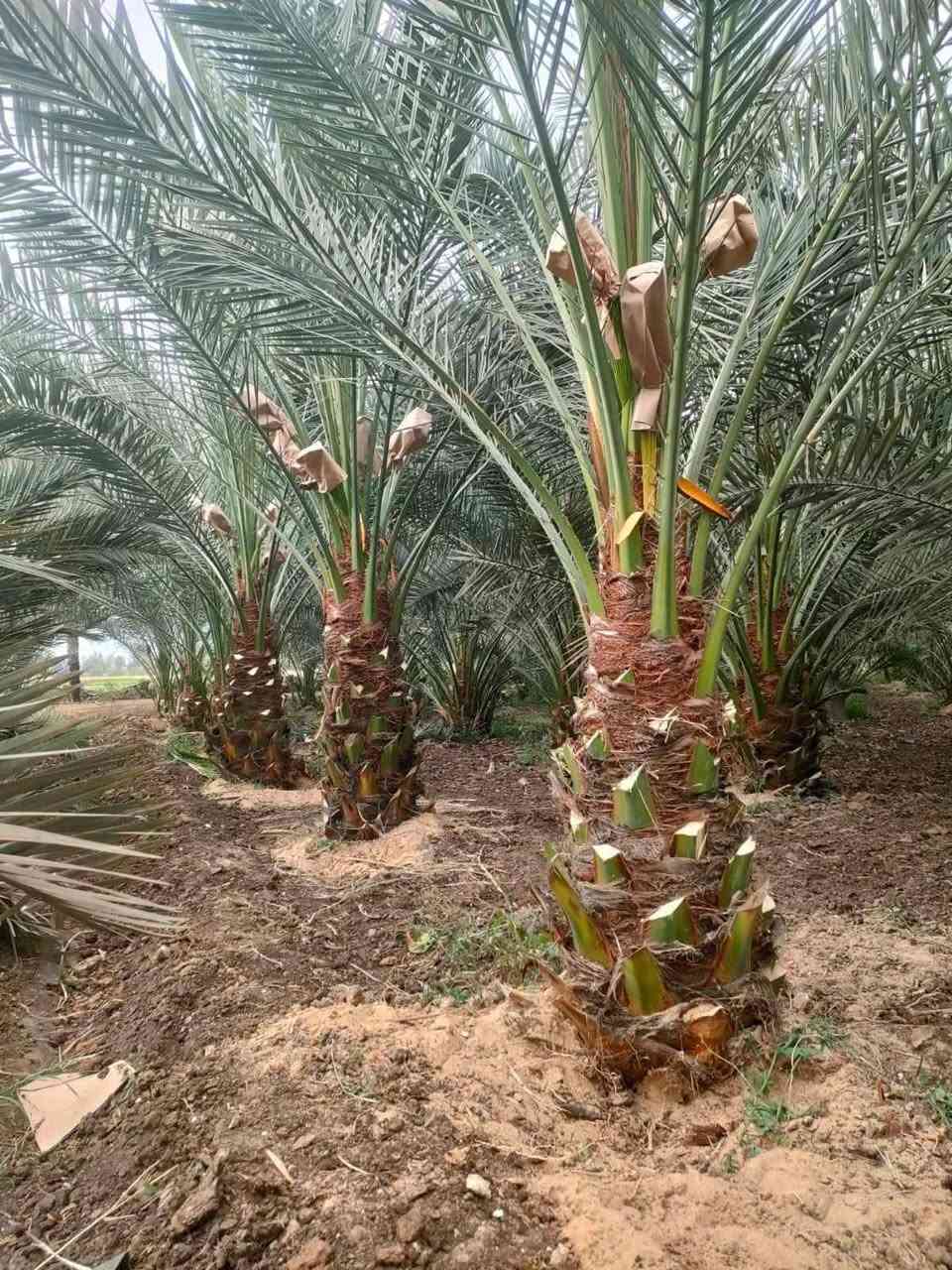 فسائل نخل • برحي خستاوي • توصيل محافظات