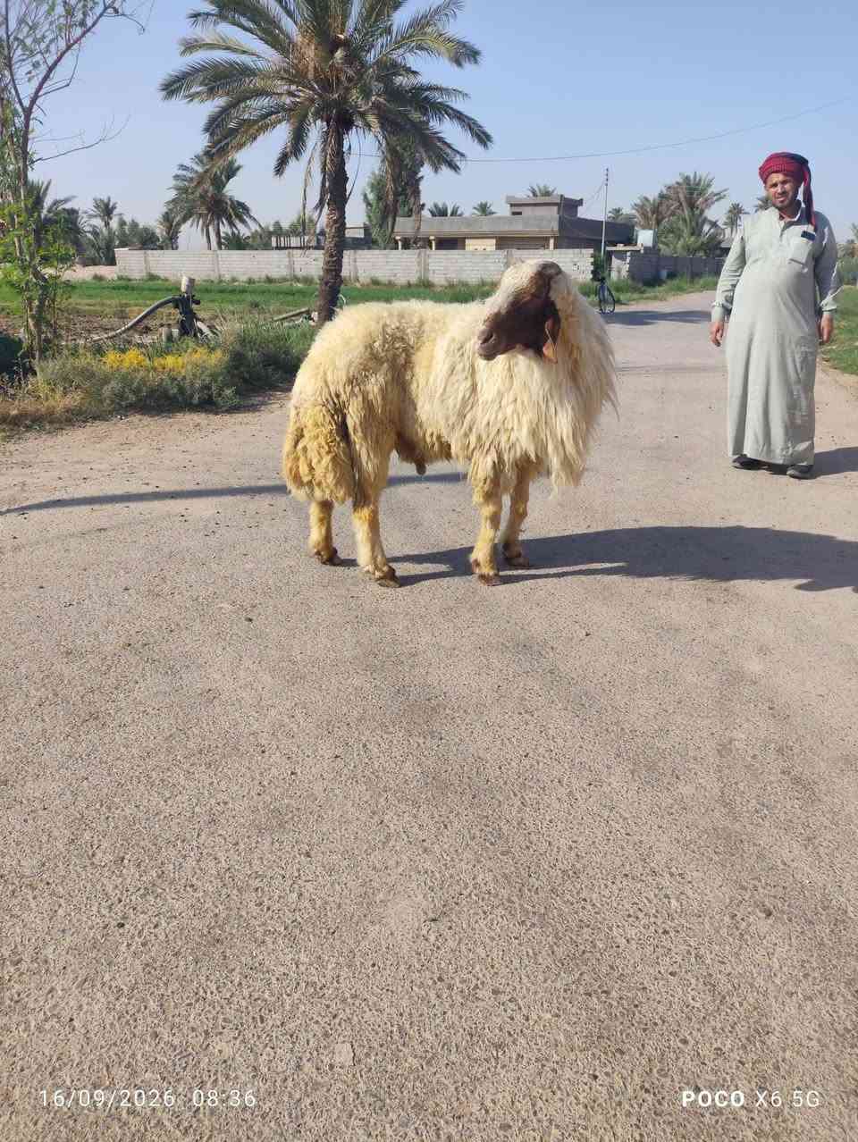 فحل خط اول شرط الفحوليه على كل عيب السعر 850قفل آلعنوان بغداد قرب سبع البور اقرب نقطه داله ابراهيم بن علي منطقة الكراغول ***********

نص مكتوب في الصور:
- 16/09/2026 08:36 POCO X6 5G