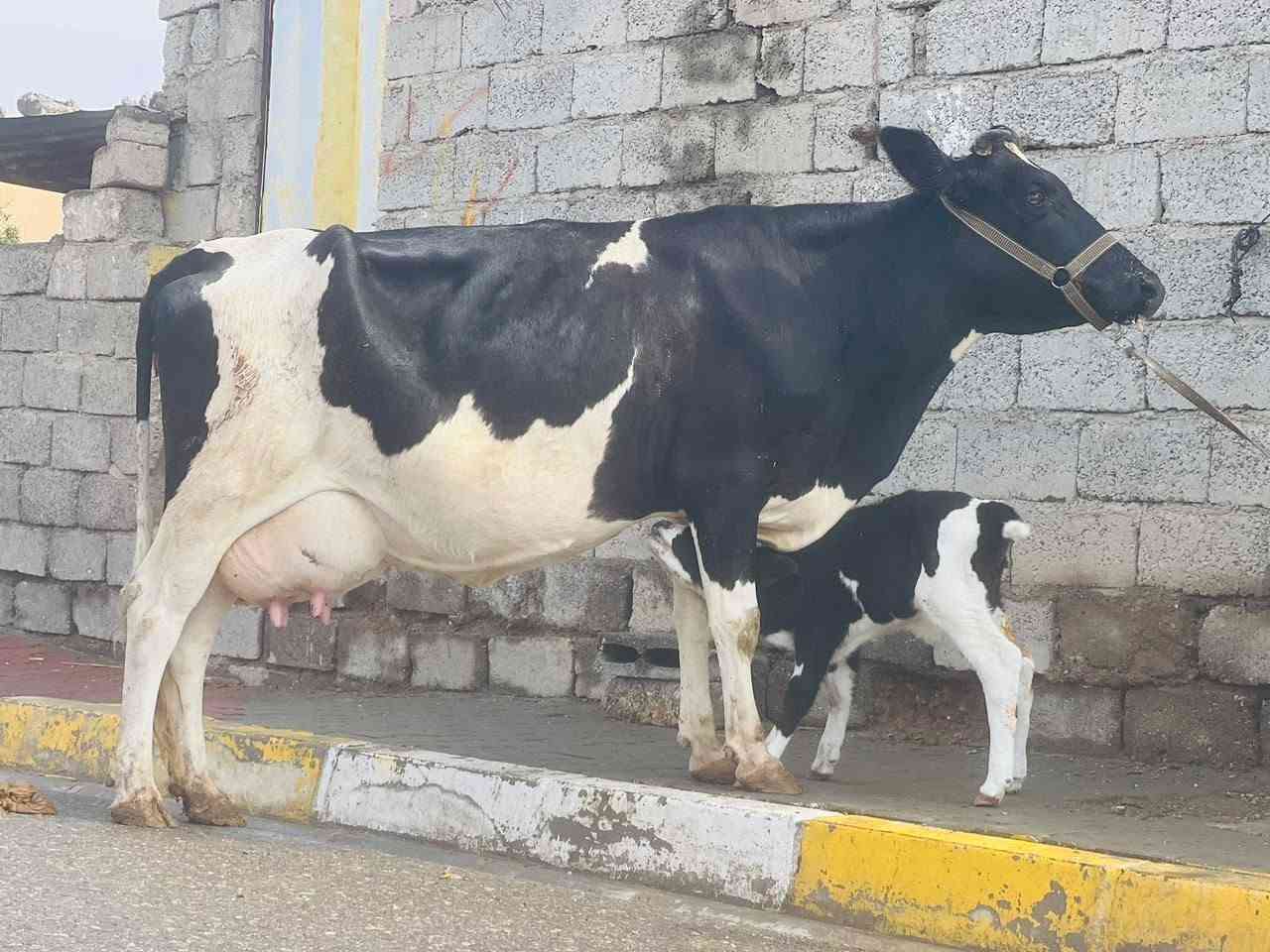 بقرة • حليب فول • ناحية الزاب