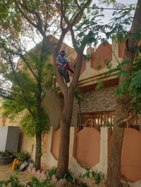 قطع الشجار • تنظيف الياس