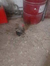 ديوجه ٢ • عربي وكوجي • بغداد زعفرانيه