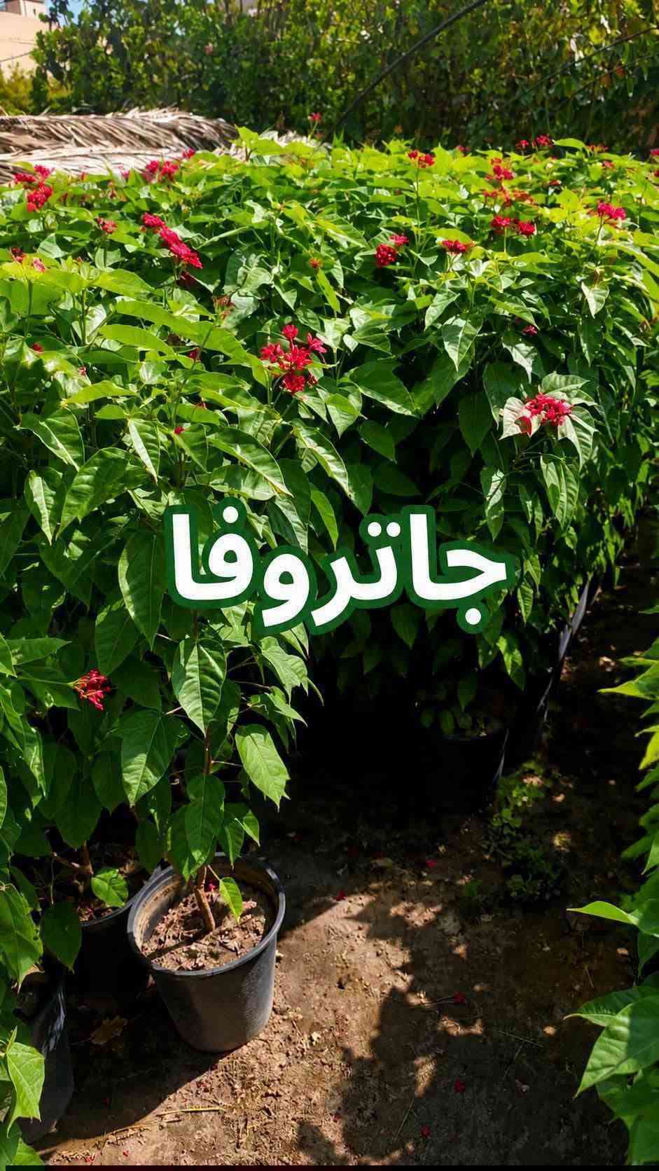 السلام عليكم متابعينا🤍.
🌿🌸 خلّوا الجمال يبدأ من حديقتكم 🌸🌿
إذا تحبون تضيفون لمسة مميزة لبيتكم أو حديقتكم، وفرنا لكم تشكيلة جميلة ومتنوعة من أشجار وشتلات الزينة 🌳🌱
أصناف مختلفة، ألوان جميلة، وأزهار تضيف للمكان حيوية وأناقة وتخليه أكثر جمالاً وتميزاً 💚
🌱 شتلات قوية وسليمة
🌸 تشكيلة متنوعة من أشجار الزينة
🌿 مناسبة للحدائق والبيوت والمساحات الخارجية
✨ اختيارات تناسب مختلف الأذواق
اختاروا النباتات اللي تحبوها، وخلّوا مساحتكم الخضراء أجمل يوم بعد يوم 💜
📍متوفر توصيل لجميع محافظات العراق🚗🚗
📍 للحجز والاستفسار مراسله الصفحه او مراسلتنا على واتساب من خلال الرقم: ***********

نص مكتوب في الصور:
- متسلق ياسمين ازرق
- متسلق ياسمين هندى احمر
- شجرة انتكوميا برتقالي محمر
- نبات المطاط
- شجرة بونسيانا حمراء
- شجرة اكاسيا حمراء
- ورد القهوة احمر حجم كبير حجم صغير
- وردة القهوة بنفسجي
- جاتروفا