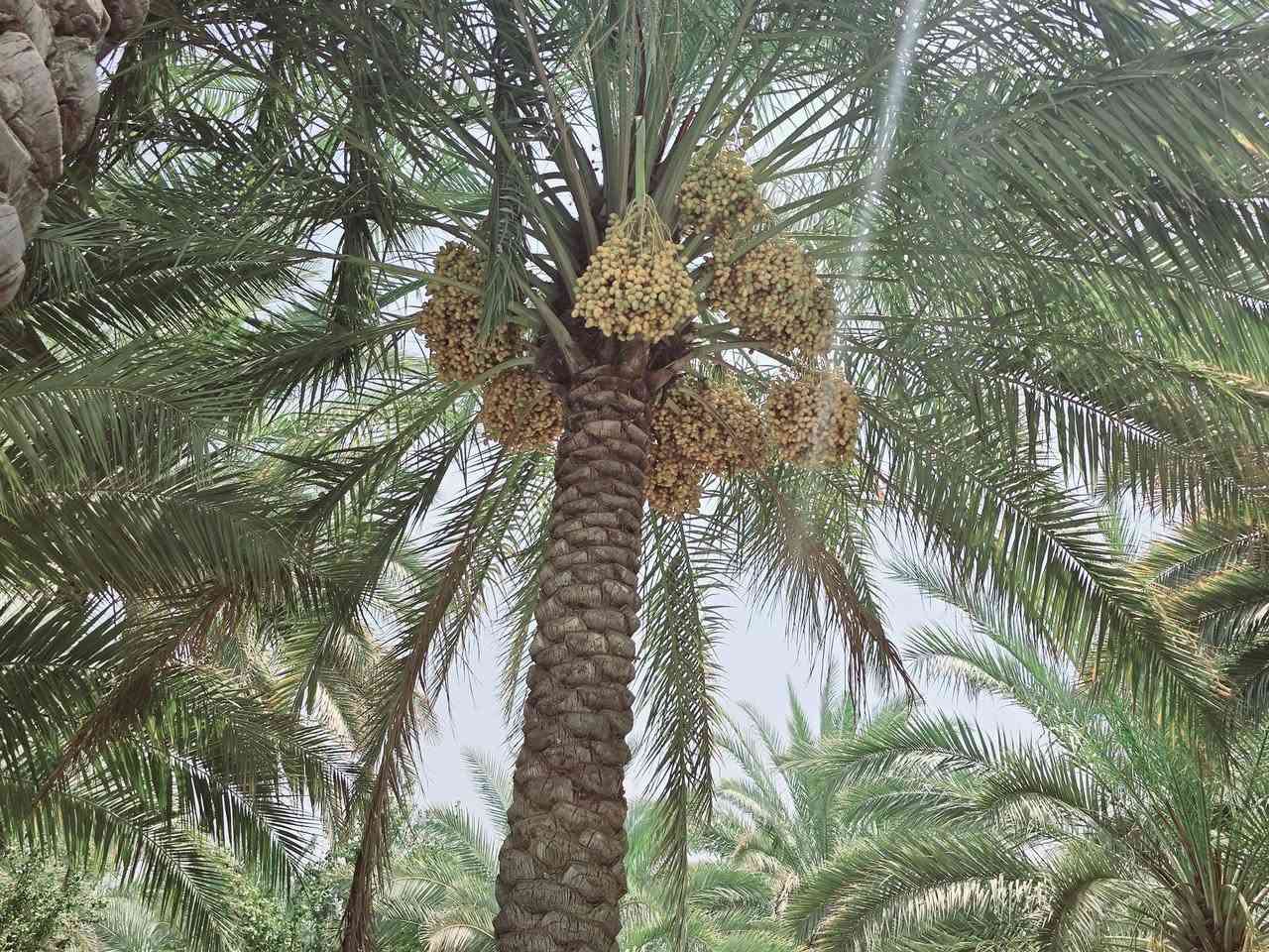 يالله أللهم صل على محمد وآل محمد) 

للبيع دونم طابو زراعي سند 25 تحويل سهم 

تتوفر كافة الخدمات مي سقي مي أساله كهرباء مولد 

يصلح سكن او ترفيهي حسب رغبة المشتري 

الواجهه 40 متر والباقي نزال 

العنوان كربلاء شارع الابراهيمية منطقة الدخانية 

مقابل قناه كربلاء وتنزل صاير خلف مخازن العتبة 

يبعد عن شارع الابراهيمية 800 متر تقريبأ 

وعن مركز المدينة 9 كيلو 

#السعر   280 مليون مع المجال للجاد بالشراء 

للأستفسار اكثر اتصلوا بالارقام التالية 

(  ***********  )(  ***********  )
 
ابو فاطمة  )(  او مراجعة  مكتب النافعي للعقارات كربلاء 

النافعي للعقار النافعي للعقارات -كربلاء 
عنوان المكتب شارع الحسينية قرب جسر الابراهيمية 
مقابل شارع عون عل سايد الخدمي بساتين كربلاء @إشارة
