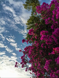 العزيزيه الدير الاوسط • دونمين • نهر دجلة