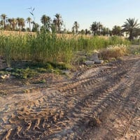 طوريج قرب ملعب جناحه • ٣٠٠م • سند ٢٥