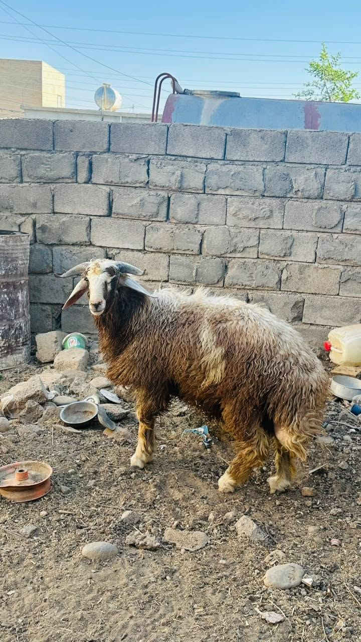 السلام عليكم طلي ربط مال بيت للبيع  المكان ناحيه القياره قريه الحود سعر ع رقم ***********
