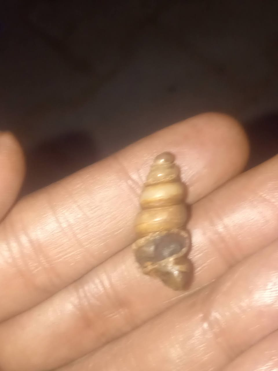 لوي نباعي ٥ لويات
سعره ٤٥٠ الف
