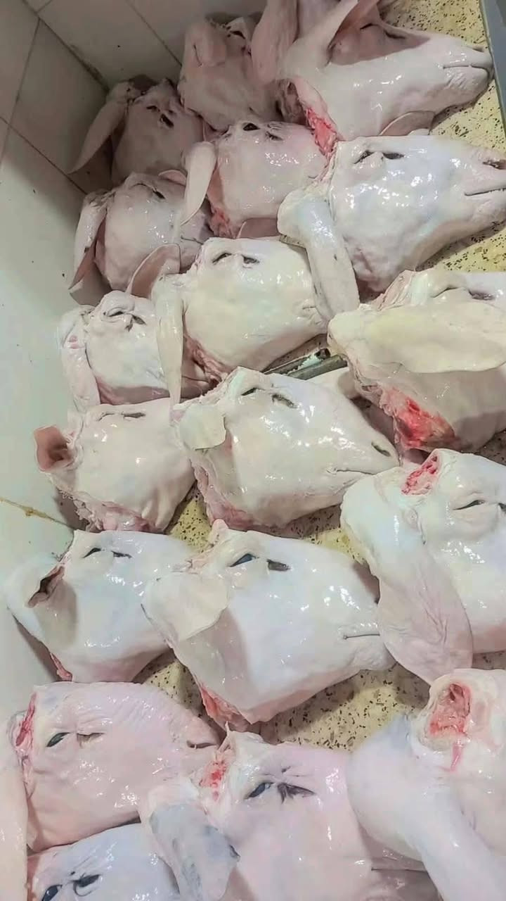 باجات غنم • كرشات عجل • توصيل الفلوجه