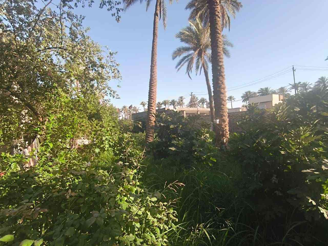يا الله سلام عليكم 
ارض زراعيه مع دار سكني للبيع 
السعر 250 مليون وبي مجال 
المساحه 1700 الواجه 28متر 
طابو صرف زراعي
تحويل ب اسمك
سند 25  
متوفر كافة الخدمات ماء كهرباء مولدة شارع 
مدرسة ابتدائيه ومتوسطه وثانويه
شارع عرض ٦امتار 
الارض جميع الخدمات
الارض انواع النخيل والحمضيات 
الموقع /شارع ١٠٠  الرابط بزل حجي علي  
للاستفسار اكثر وبخدمتكم
***********

