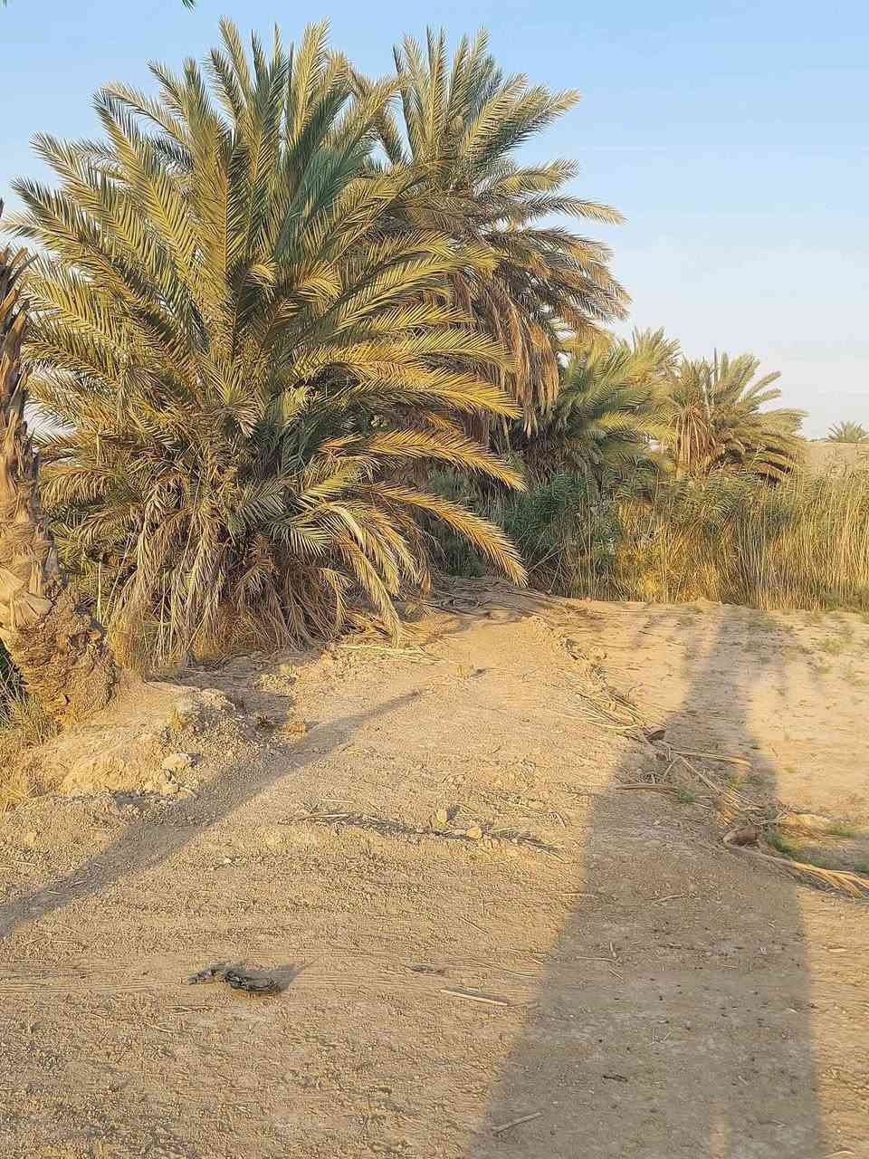 دونم ونص للبيع طابو زراعي سند٢٥
 يصلح للزراعه والسكن ماء سقي ماء اسأله كهرباء ظفيره قريب على شارع التبليط عنوان الحله ورديه سيف سعد شارع المشجر قرب معمل غاز الورديه 

*********** حلة, بابل
