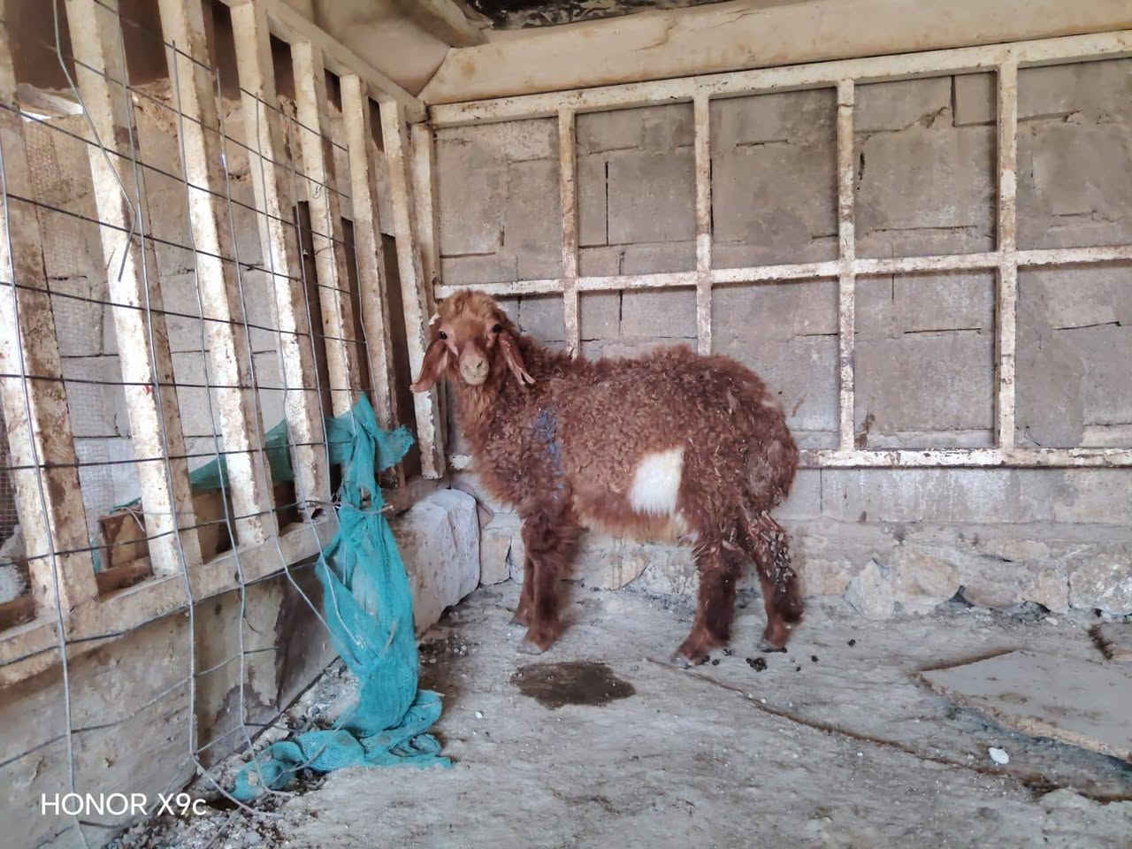 طلي مال ربط شرط نصاح وعلاكل عيب معالف ماينبشم مابي لاكرد ولاجرب ومداوي كامل الادويه بس تعلفه سعر 235 مكان حديثه توااصل خاص اوتصال ع رقم *********** واتساب موجود
