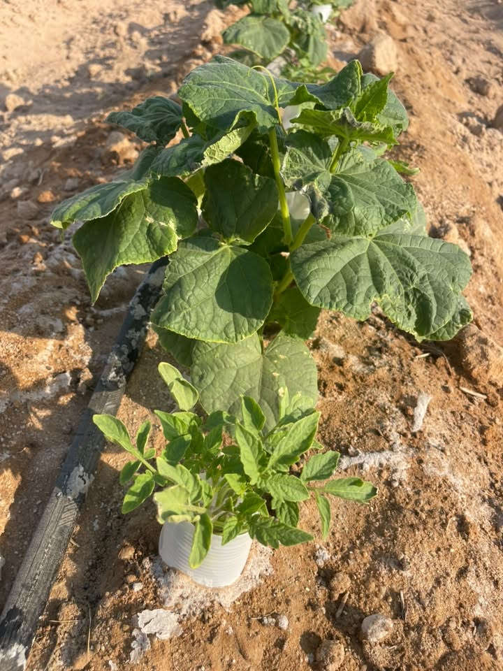 مزرعه بحاجه الى فلاح
400 مشعاب 
250 يوم7/17
150 يوم 8/5
كلها مغطيه شيش وكلنس 
بيها بيت واحد 
***********
