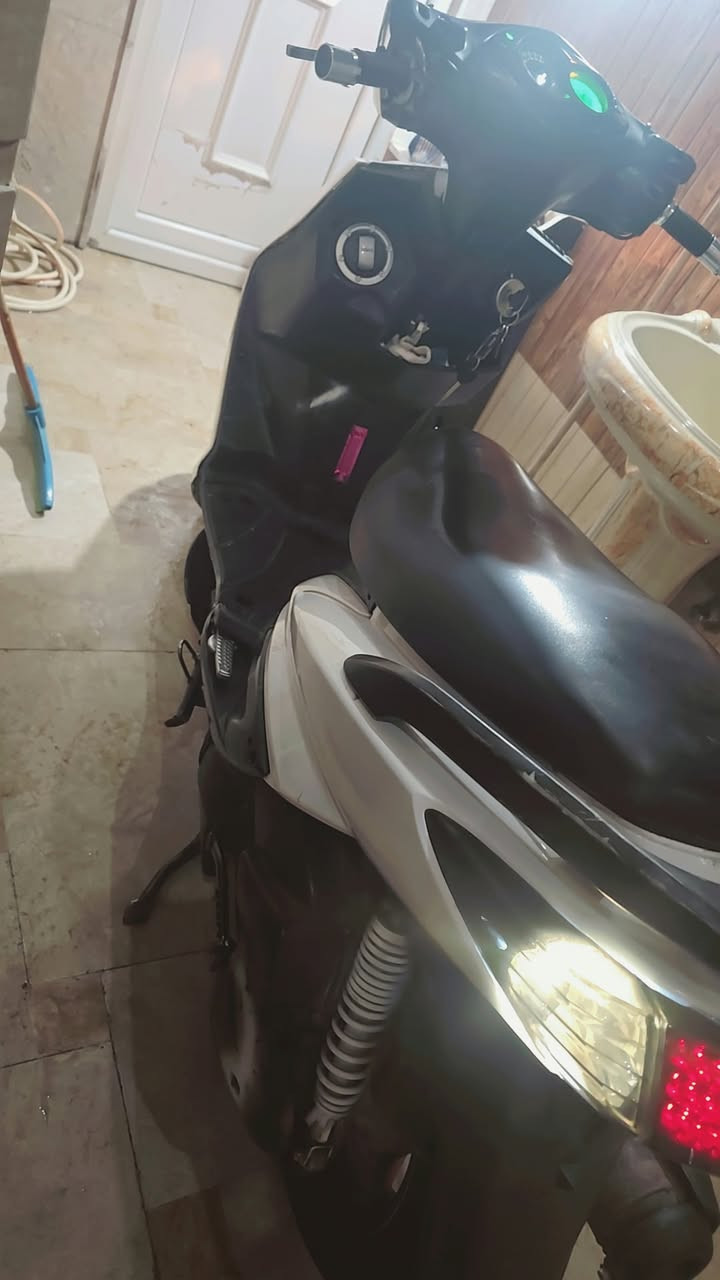 سكنس فحل • ياباني • مكفوله