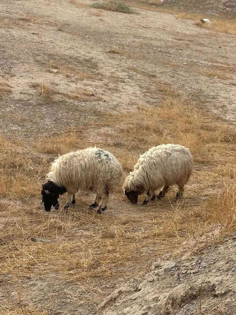 فطايم • ٤ راس • حامل شهر