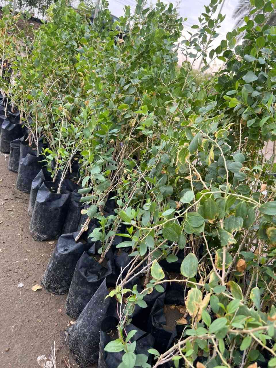 سدر نبك • حشري • النجف الاشرف