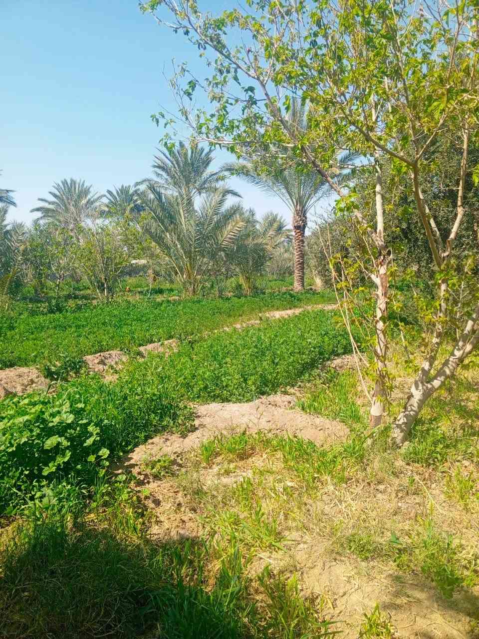 ارض زراعية للبيع عله طريق السنيه الدوانيه جهت الزوار مساحته ٣ دونم وجيهت ع الشط مباشر ٦٥ متر انواع الاشجار بي كله حمال كهرباء وماي اساله وماطور ماي عمود ٦٨٥ تبليط باب البستان مسيجه وجاهز عن الشارع العام ٣٥٠ متر نزلته تبليط ***********
