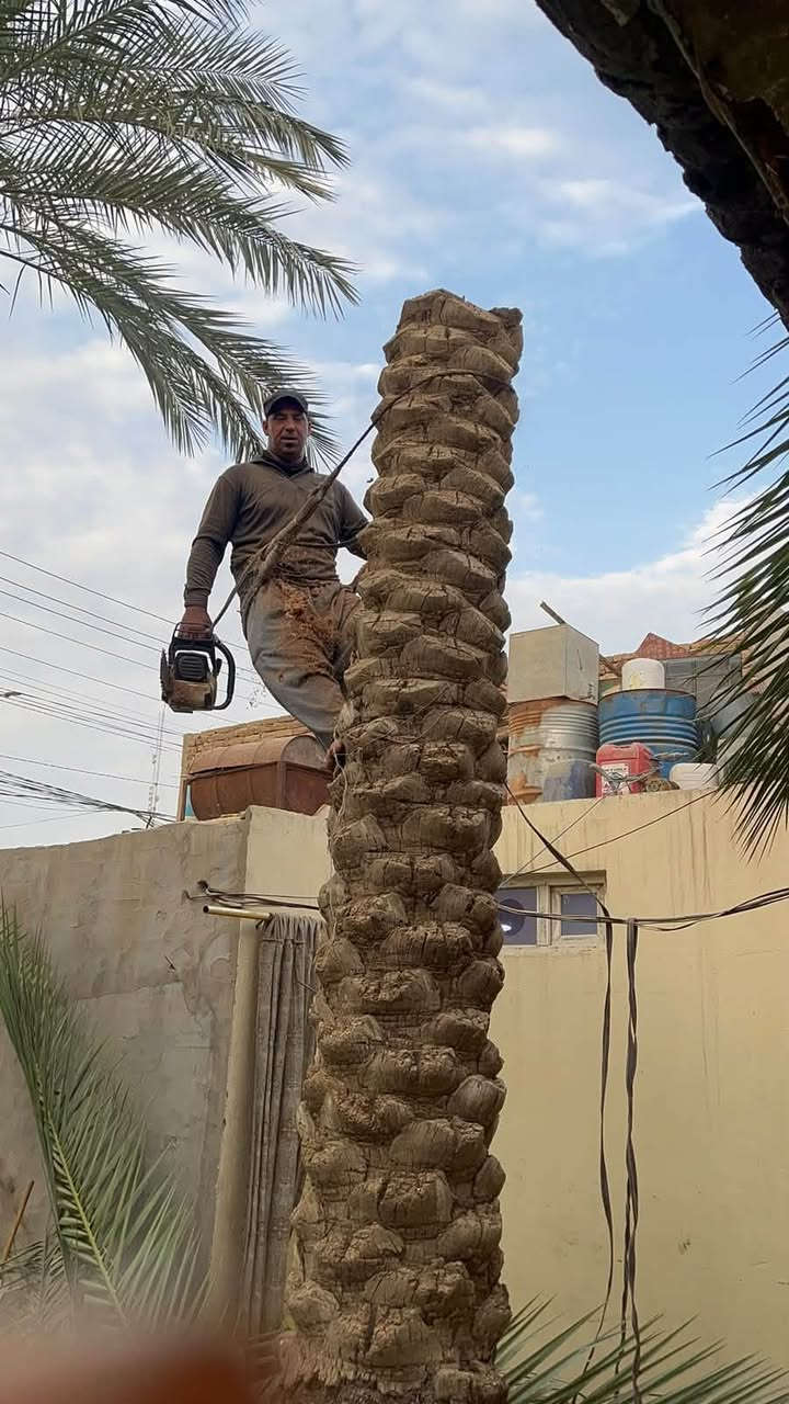 تقليم نخيل • تقليم أشجار • كربلاء