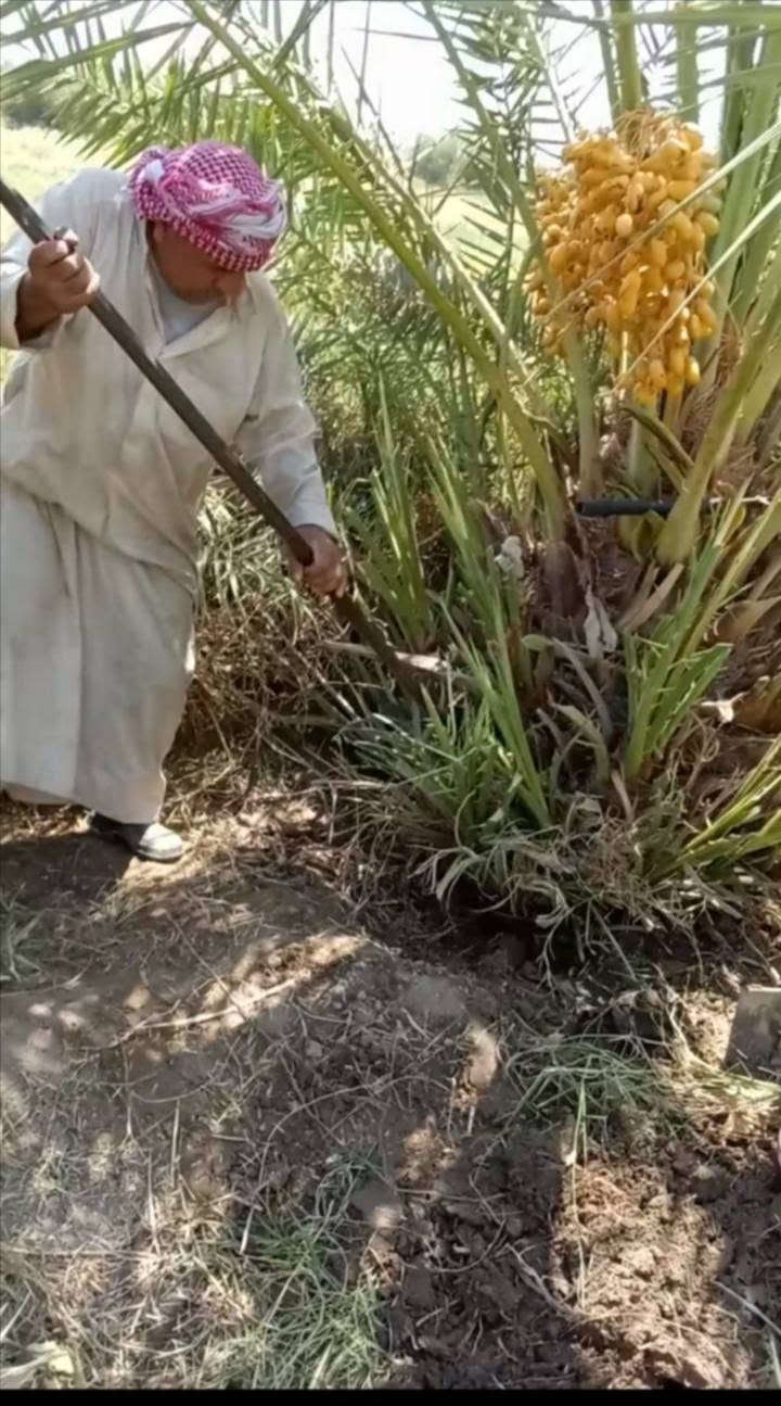 سلام عليكم
يوجد فسائل نخل شويثي للبيع
اكثر من 500
مكان السماوه المجد
***********
