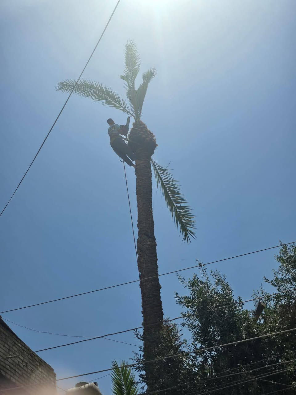قطع أشجار النخيل ***********
