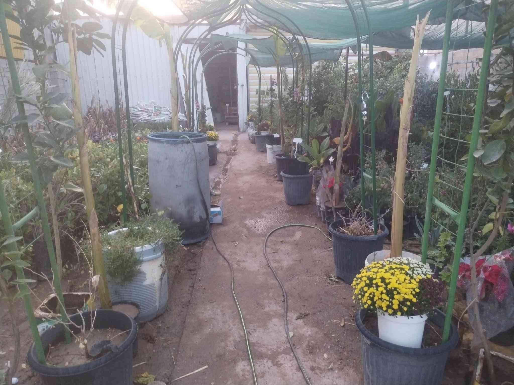 فسائل نخيل • مشتل الزهراء ميسان • برحي