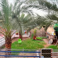 محيلة الصكاروة • ٣٩١م • طابو صرف