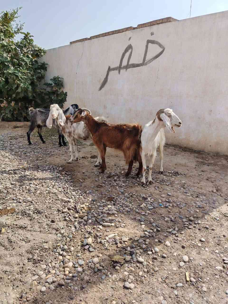 معز • ٤ حبات • الشرقاط