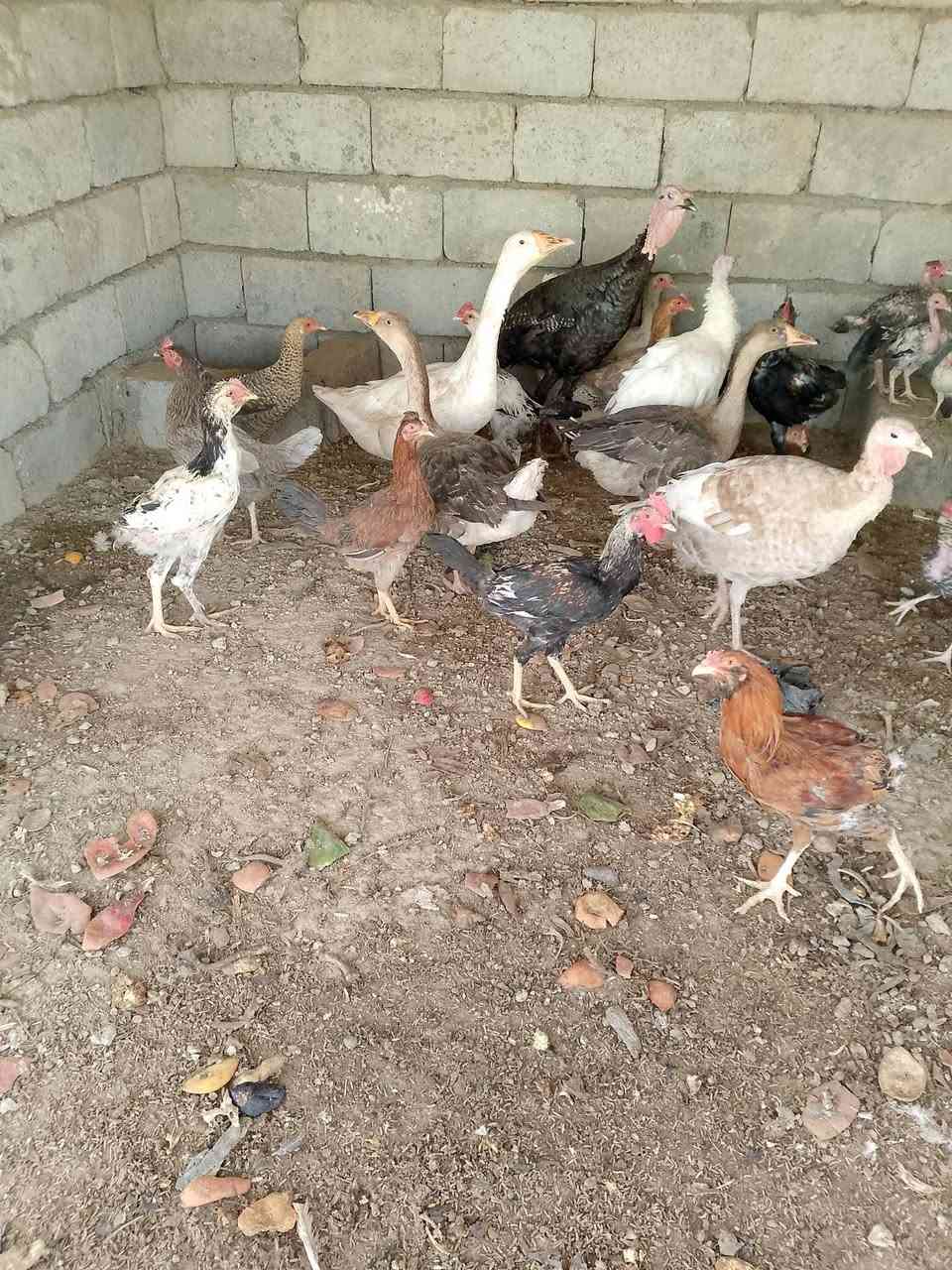غاز • ٣ • الشرقاط اسديره