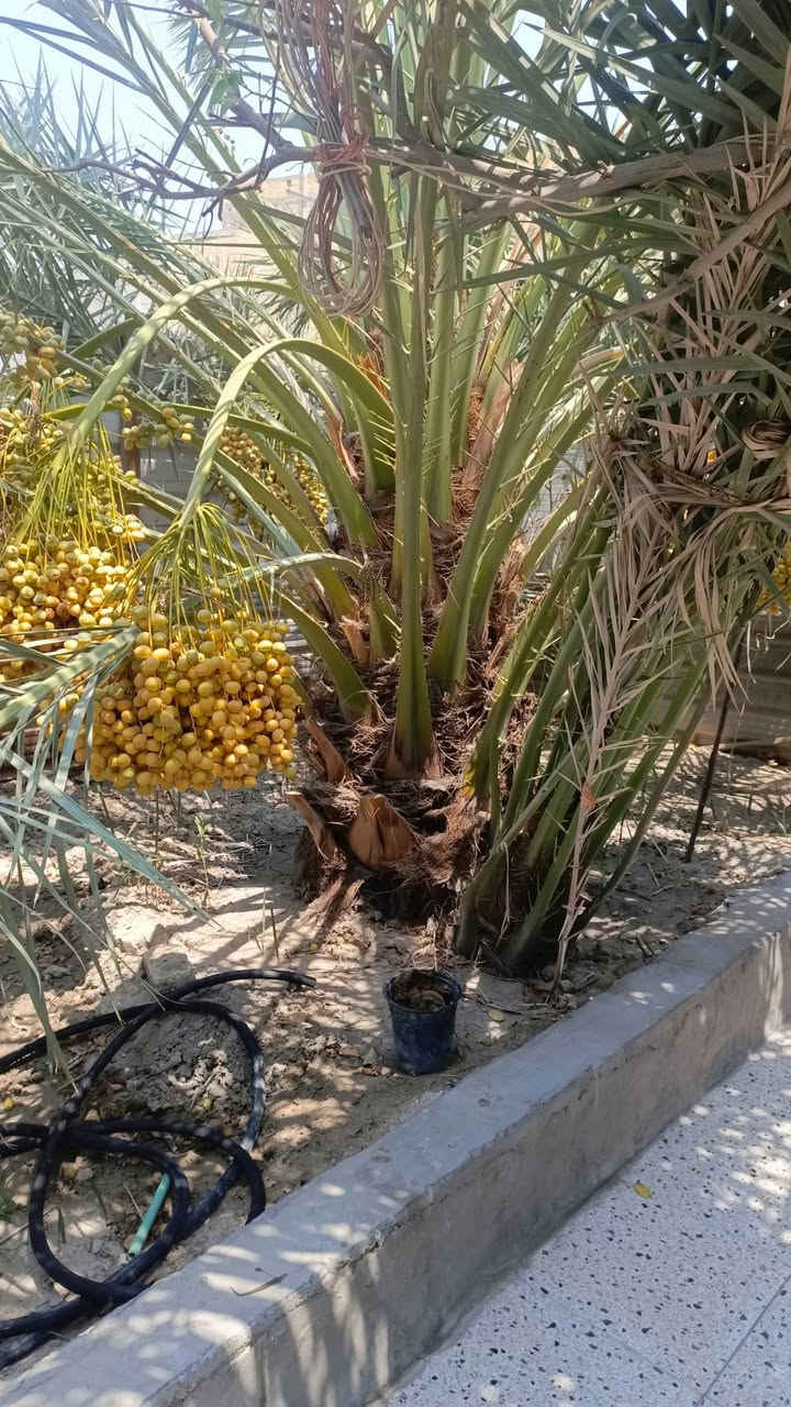 فسائل برحي كبار  تشوف وتاكل وتشلع بيدك  ***********
