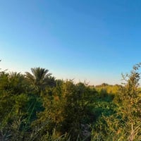 ٦ دوانم و٦٠٠م • طابو زراعي تحويل • طريق كربلاء نجف