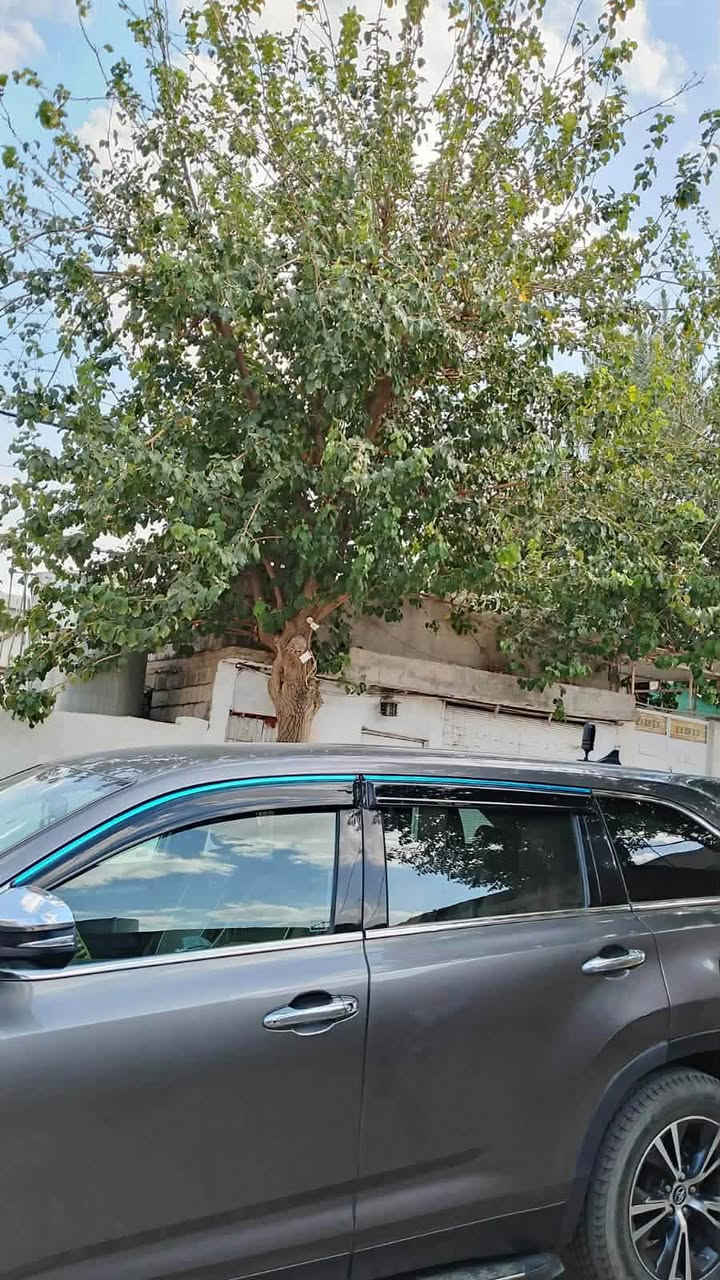 هايلندر ٢٠١٩ رقم بغداد تحويل مباشر حادثها موضح بالصوره سعرها 225 مكان الانبارر حديثه 
للاستفسار *********** اني مكلف بل نشر

نص مكتوب في الصور:
- BidFax.info